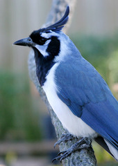Black-throated Magpie-Jay